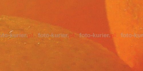 ISO 1600