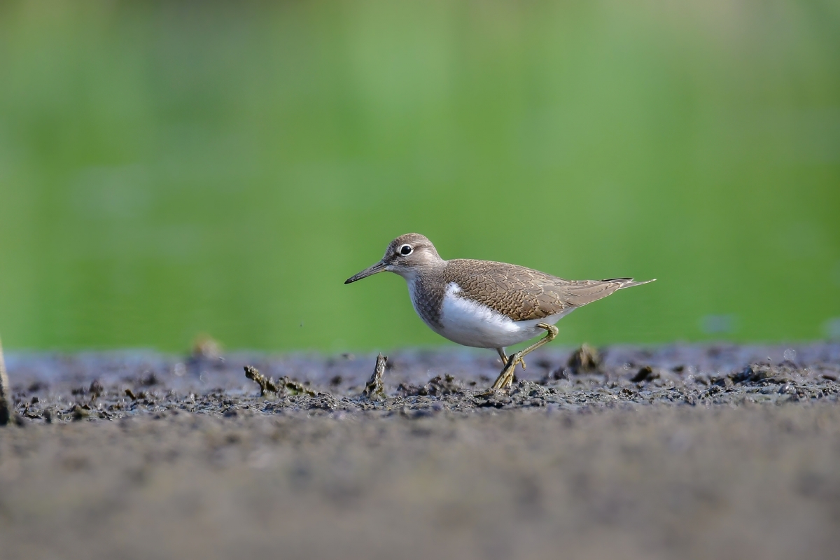 Brodziec piskliwy-Actitis hypoleucos