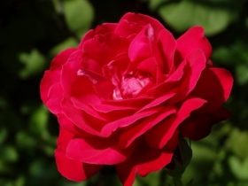 czerwona
