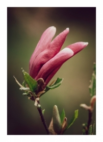 magnolia z pazurem