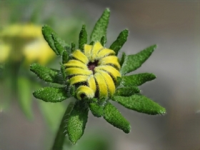 Rudbekia