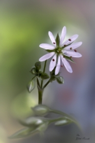 Pikno miniaturowego kwiatka