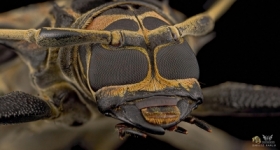 Chrzszcz Acrocinus longimanus (Peru)
