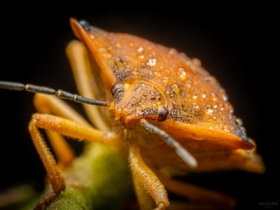 Stink bug / Borczyniec (Carpocoris purpureipennis)