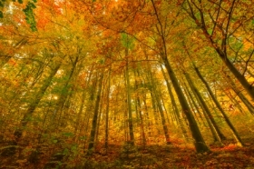 Zota Polska jesie - Biskupia Kopa.