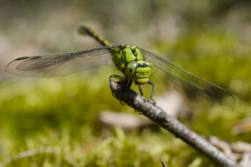 Trzepla zielona (Ophiogomphus cecilia)
