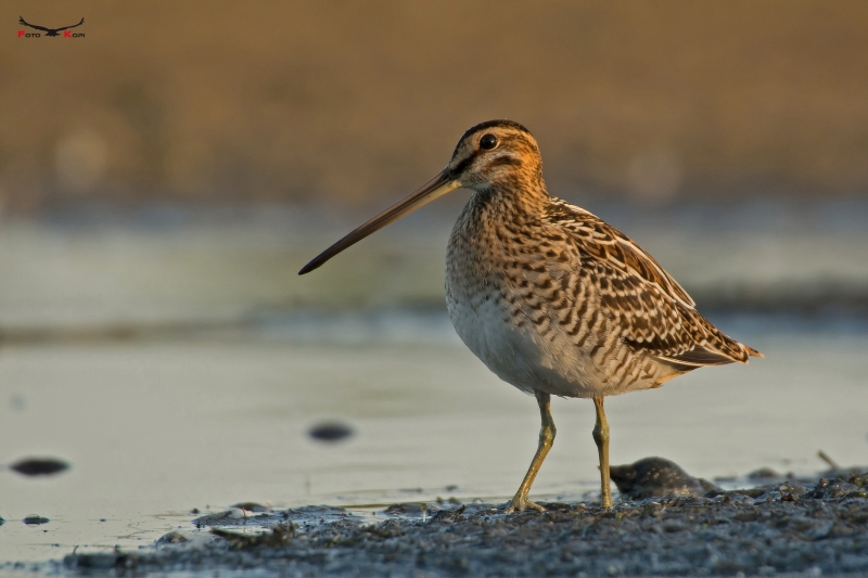 KSZYK - Gallinago gallinago