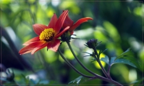 Uczep „Bidens” w�analogowym szkie�ku