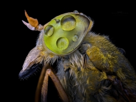 Atylotus rusticus.