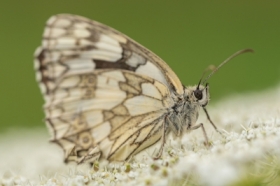 Polowiec szachownica