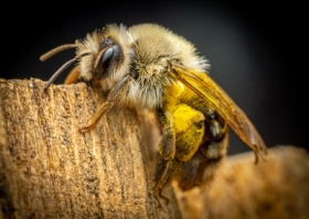 Pszczolinka napiaskowa (Andrena flavipes)