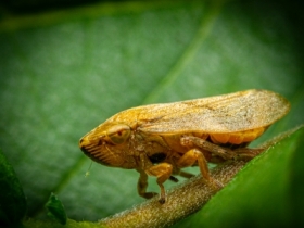 Meadow Spittlebug / Pienik linianka