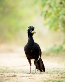 Ptasi stylista w�osa