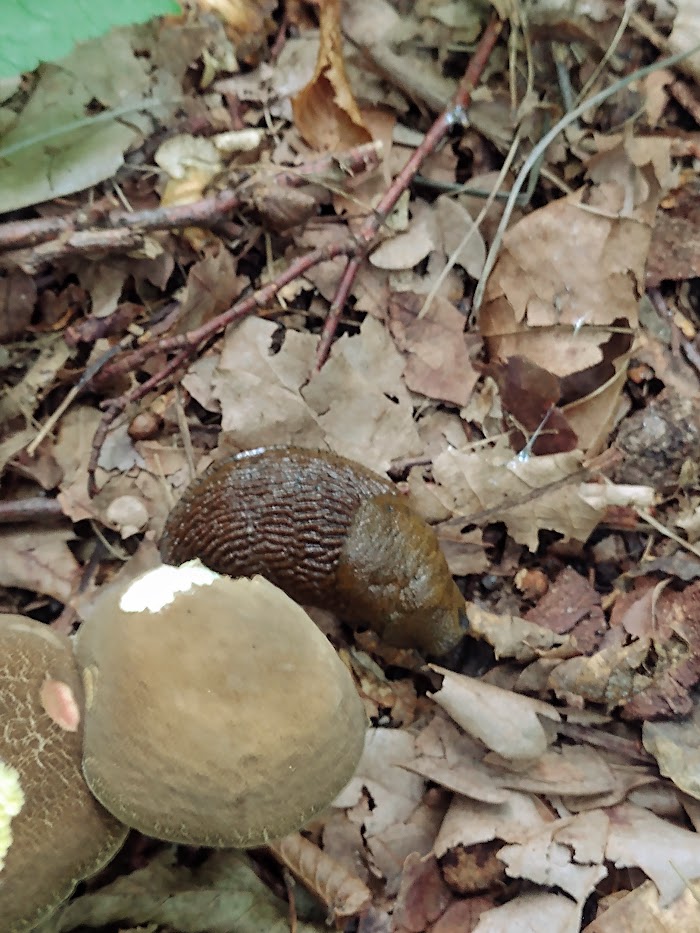 forest snail lanch time