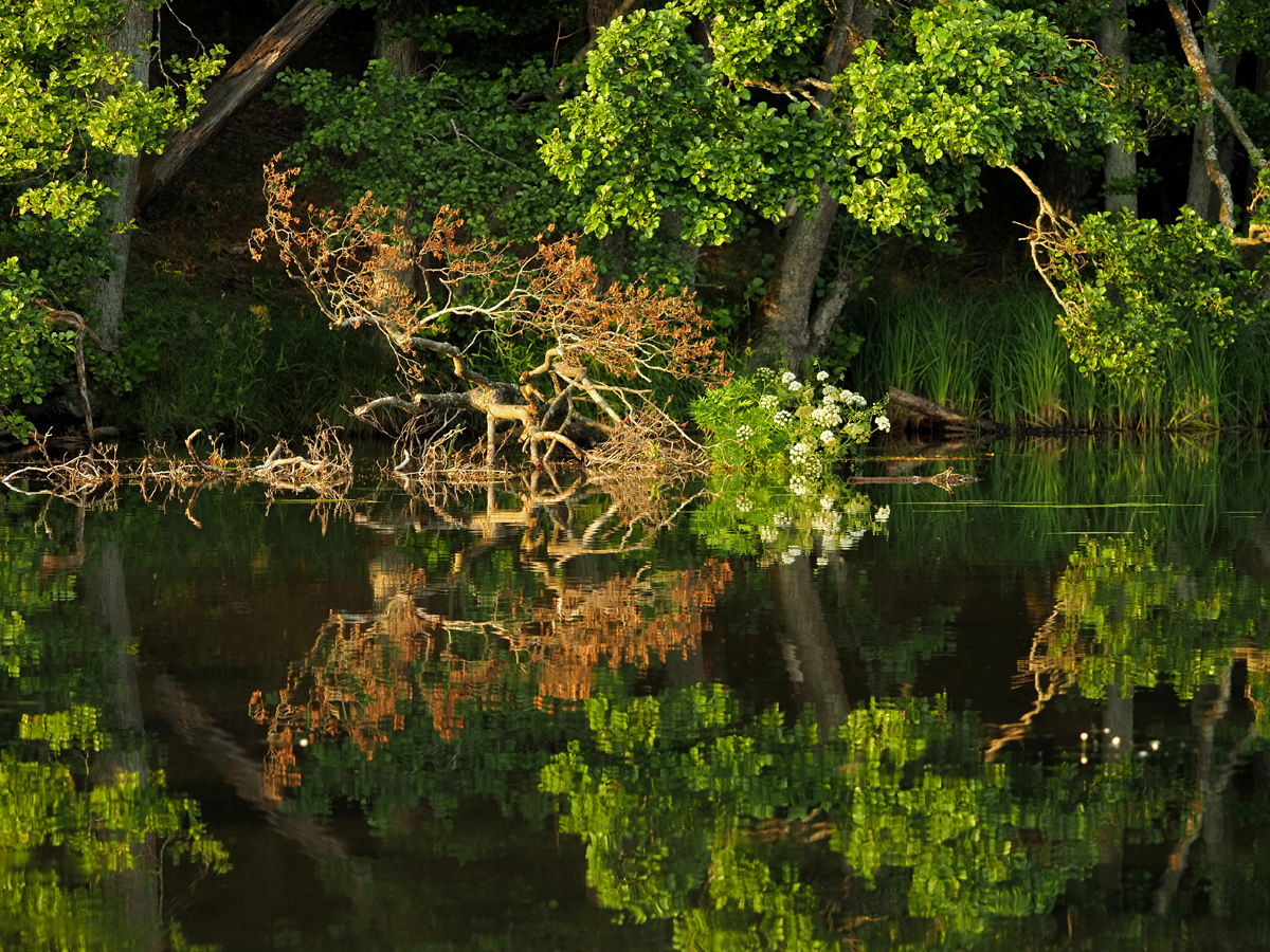 Wianek Pani Jeziora