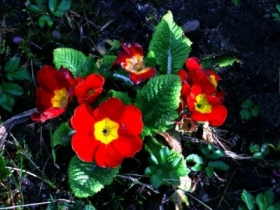 Primula – Wiosenna Chiaroscuro