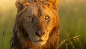 Masai Mara Kenya- Lew