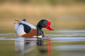 Ohar i&nbsp;ba�ka 🙂