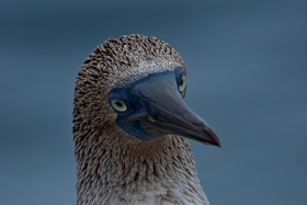 Na niebiesko.Tydzie portretw.