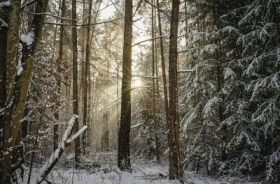 po prostu zimowy las