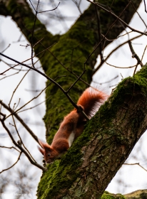 Grudniowa wiewi�rka.