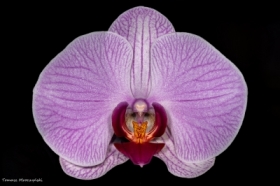 Storczyk w&nbsp;detalu.