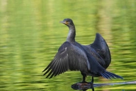 Kormoran