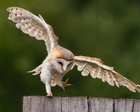 Pomykwka