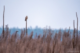 Pustu�ka na&nbsp;dziewannie :)