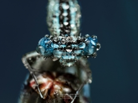 Platycnemis pennipes