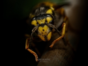 Vespula vulgaris