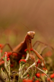 Jesieni na  lenej polanie