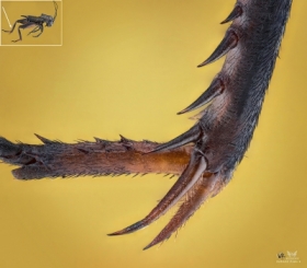 wierszcz polny (Gryllus campestris) - odne