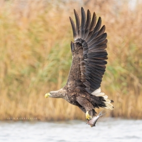 zdj�cie miesi�ca