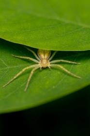 Philodromus sp.