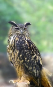 Bubo