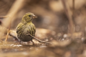 Przy wodopoju - pani czy�