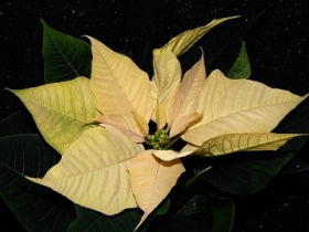 coraz bli�ej �wi�ta