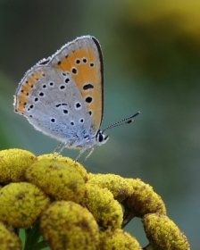 zdjcie miesica