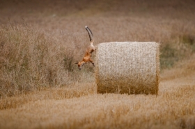 Parkour