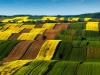 Kwitn�ce fale Roztocza