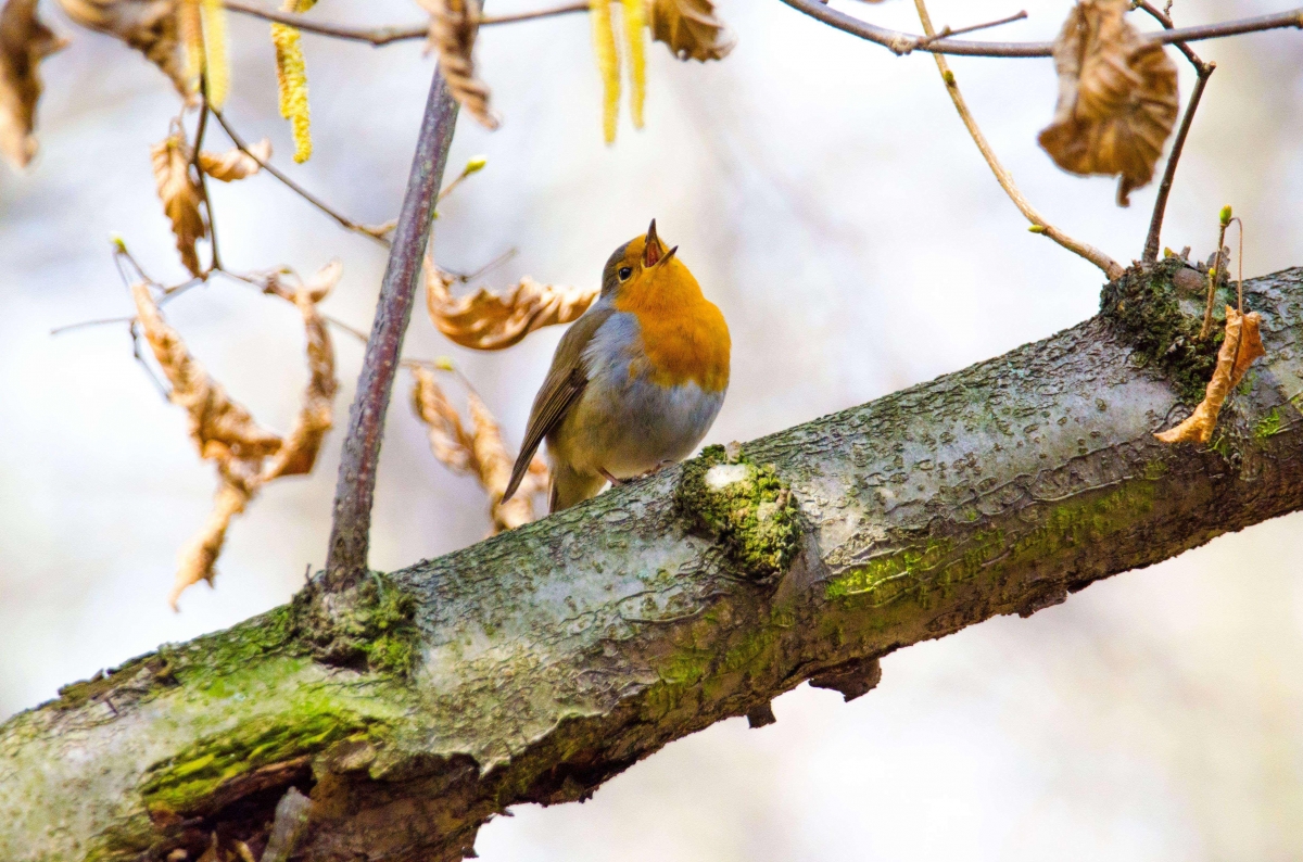 Rudzik (Erithacus rubecula)