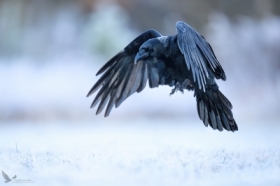 Kruk, Common Raven (Corvus corax) ... 2025r