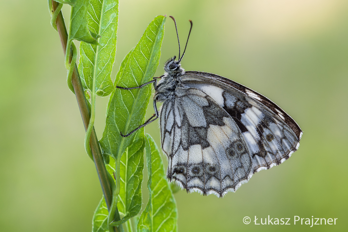 Melanargia galathea