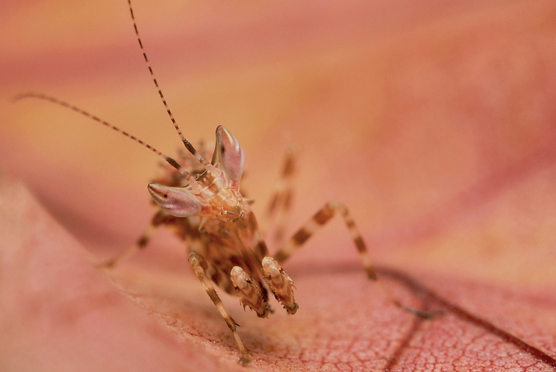 Creobroter Gemmatus