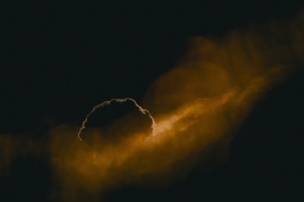 W biaowieskim... mchu