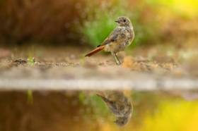 Rudzik - modzie, European Robin (Erithacus rubecula) ... 2025r