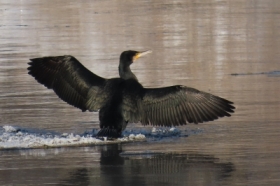 Kormoran