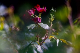 Roses.