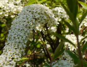Krzewy wiosny